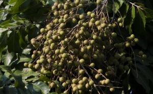 �o�� 7 ��ĘI�԰ף��B��Ժ�ɽKվ���ų��������y̤���T